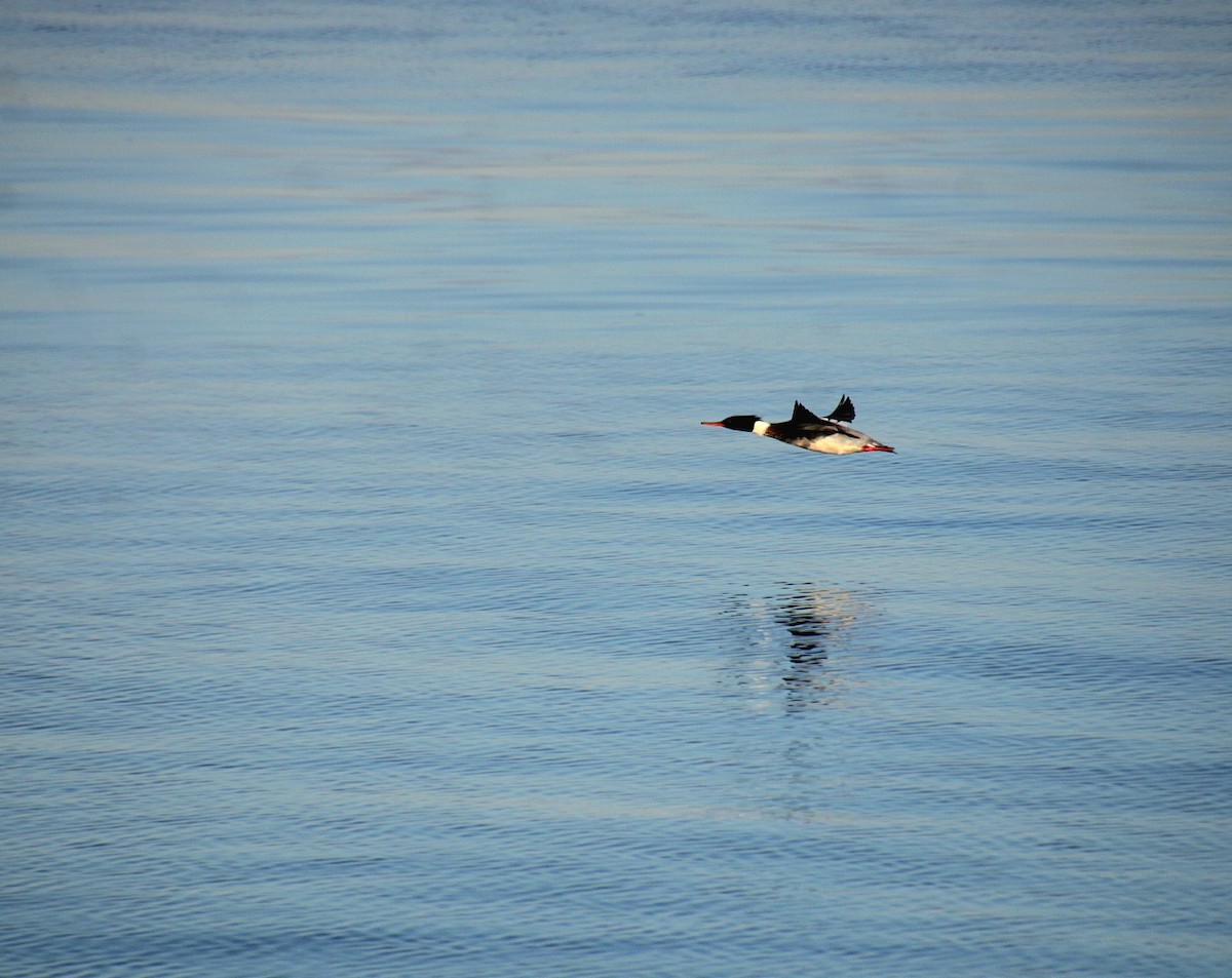 Red-breasted Merganser - ML628135161