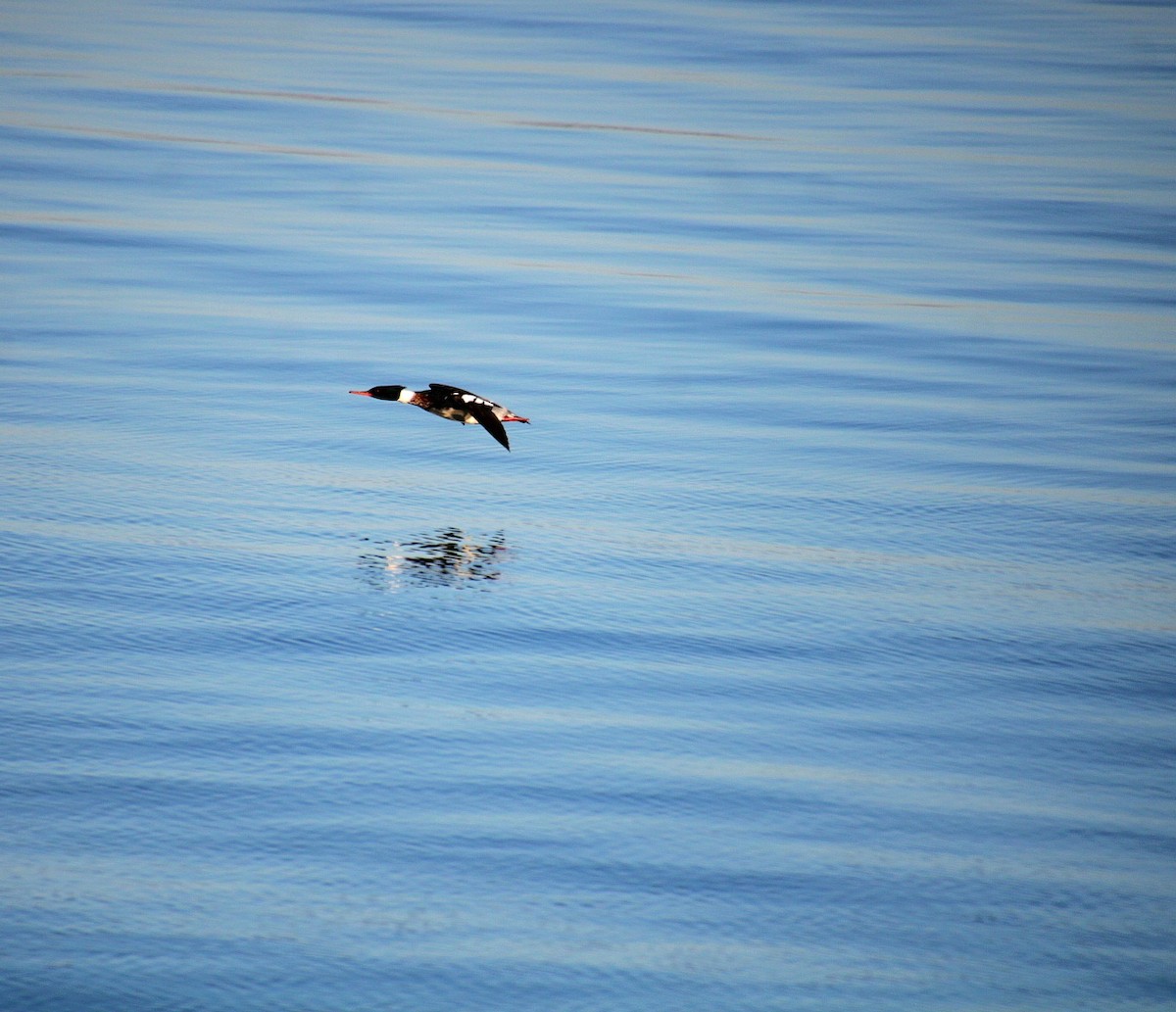 Red-breasted Merganser - ML628135162