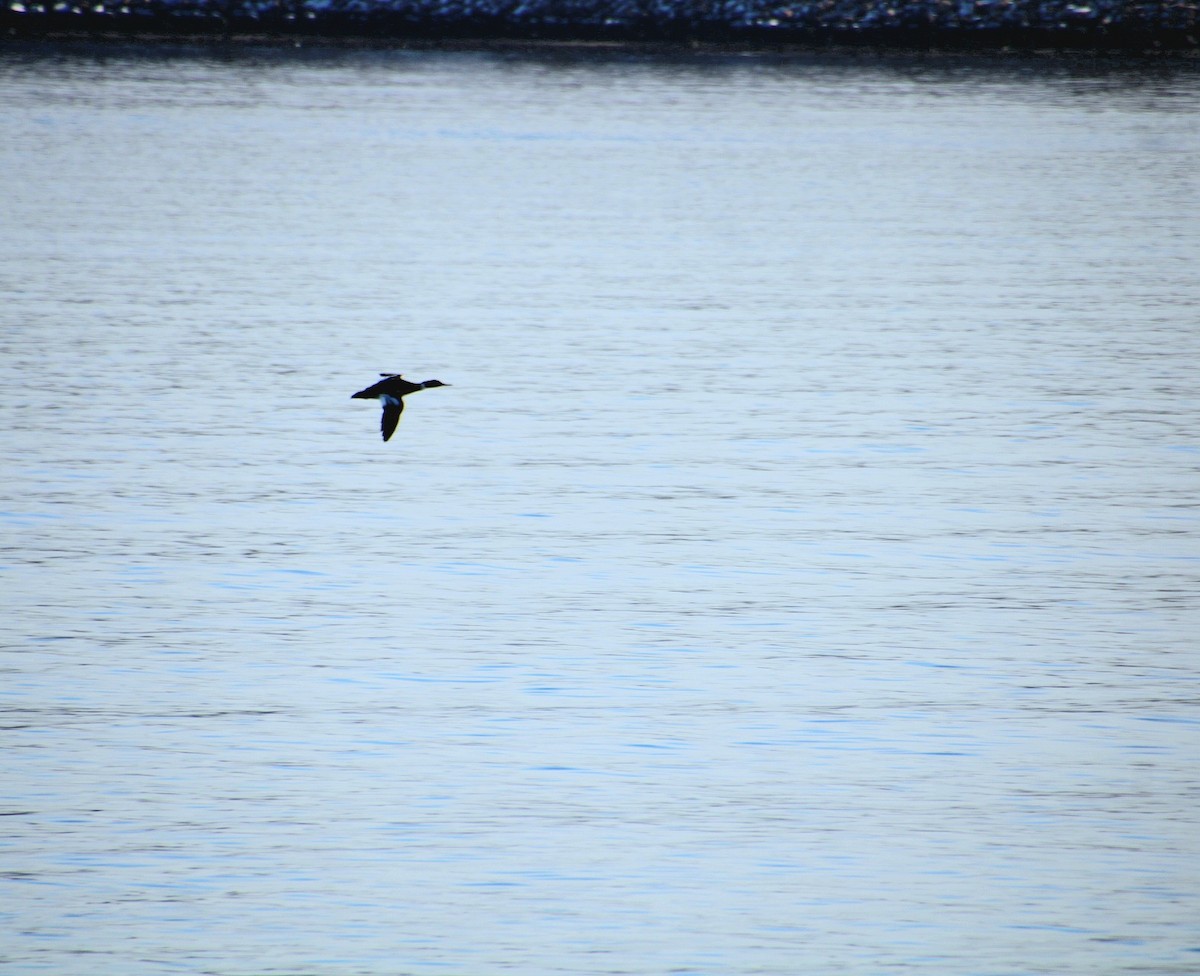 Red-breasted Merganser - ML628135163