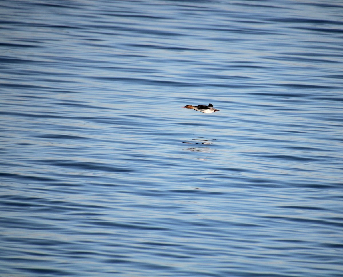 Red-breasted Merganser - ML628135164