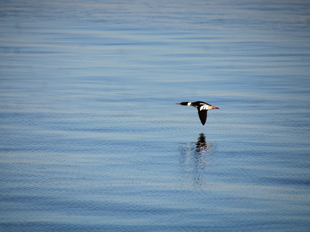 Red-breasted Merganser - ML628135165