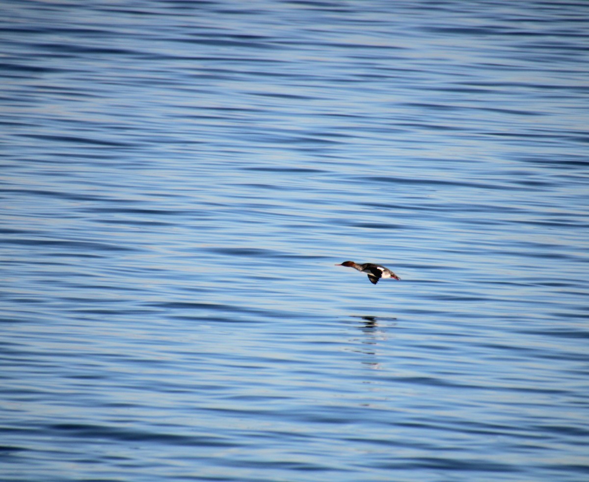 Red-breasted Merganser - ML628135166