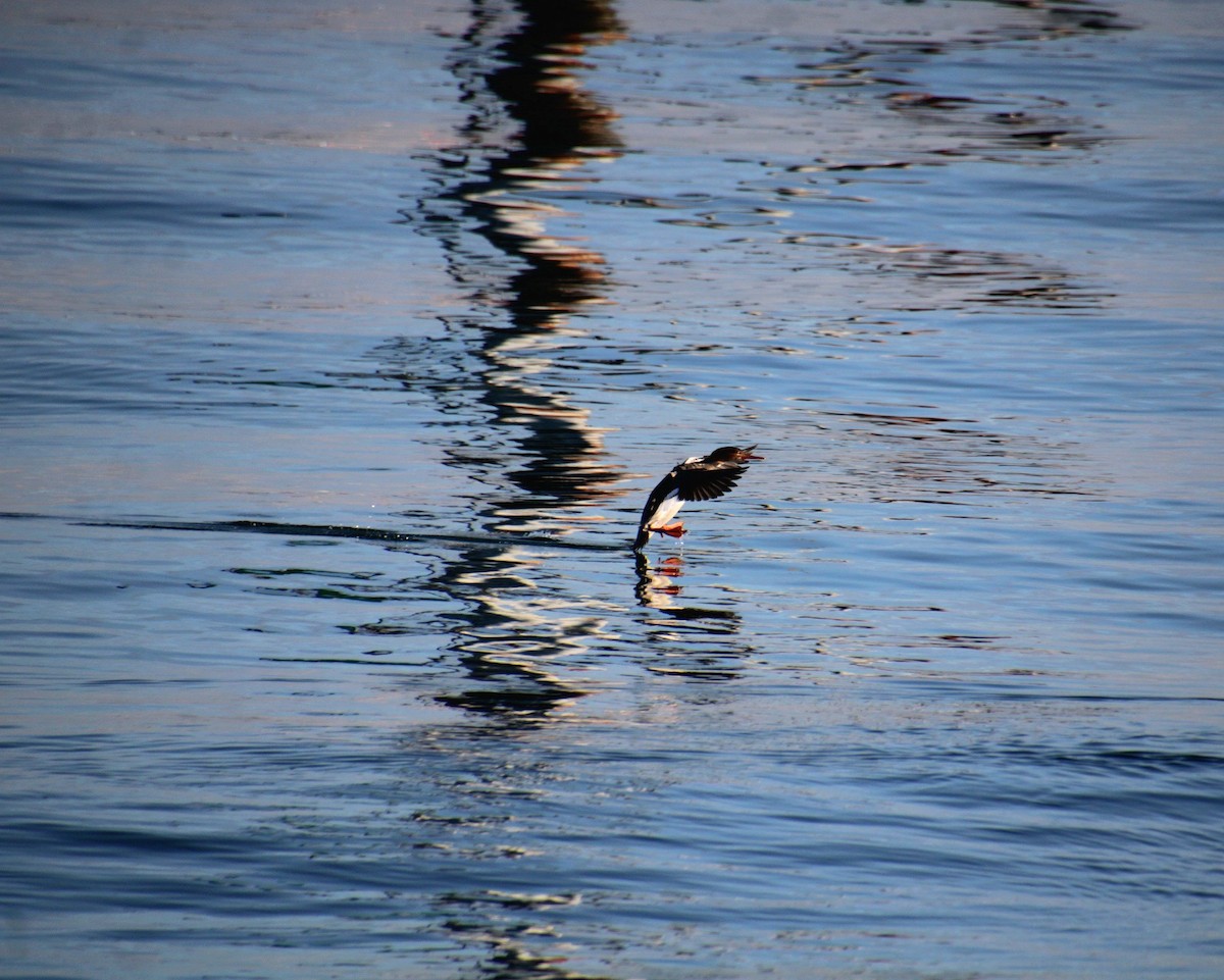 Red-breasted Merganser - ML628135167