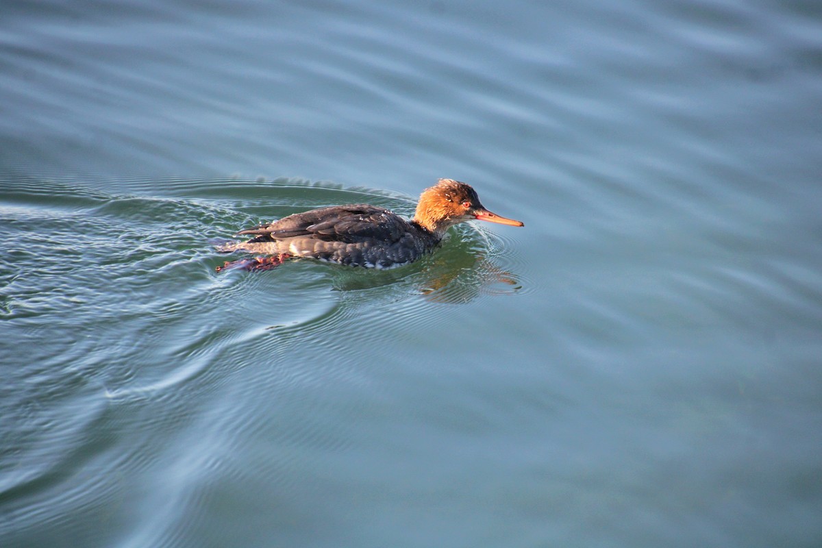 Red-breasted Merganser - ML628135169