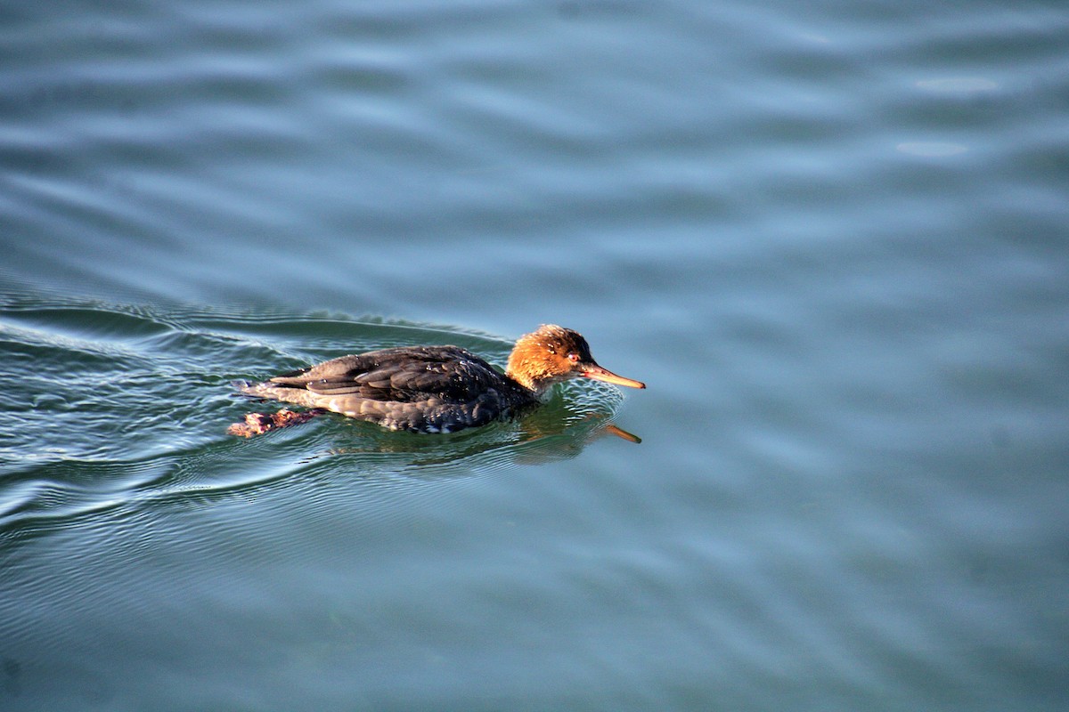 Red-breasted Merganser - ML628135170