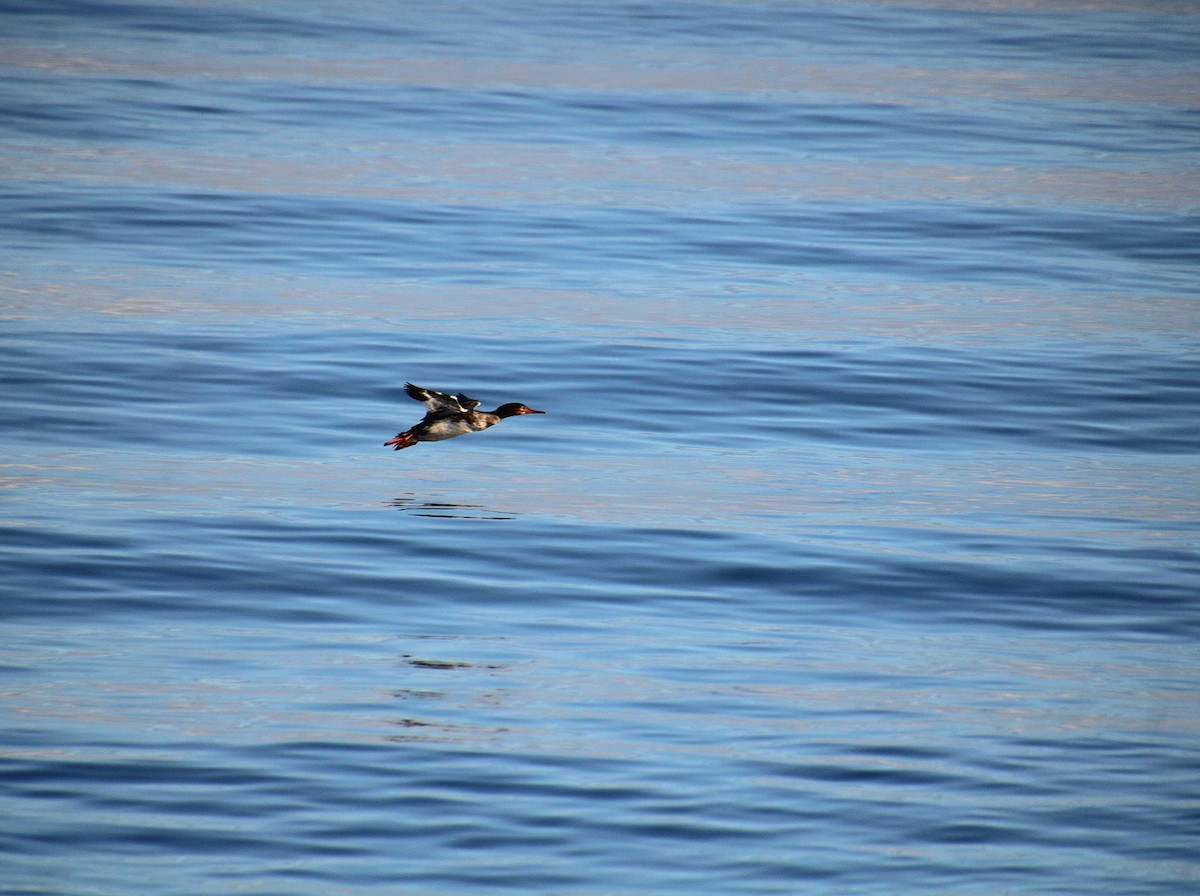 Red-breasted Merganser - ML628135171