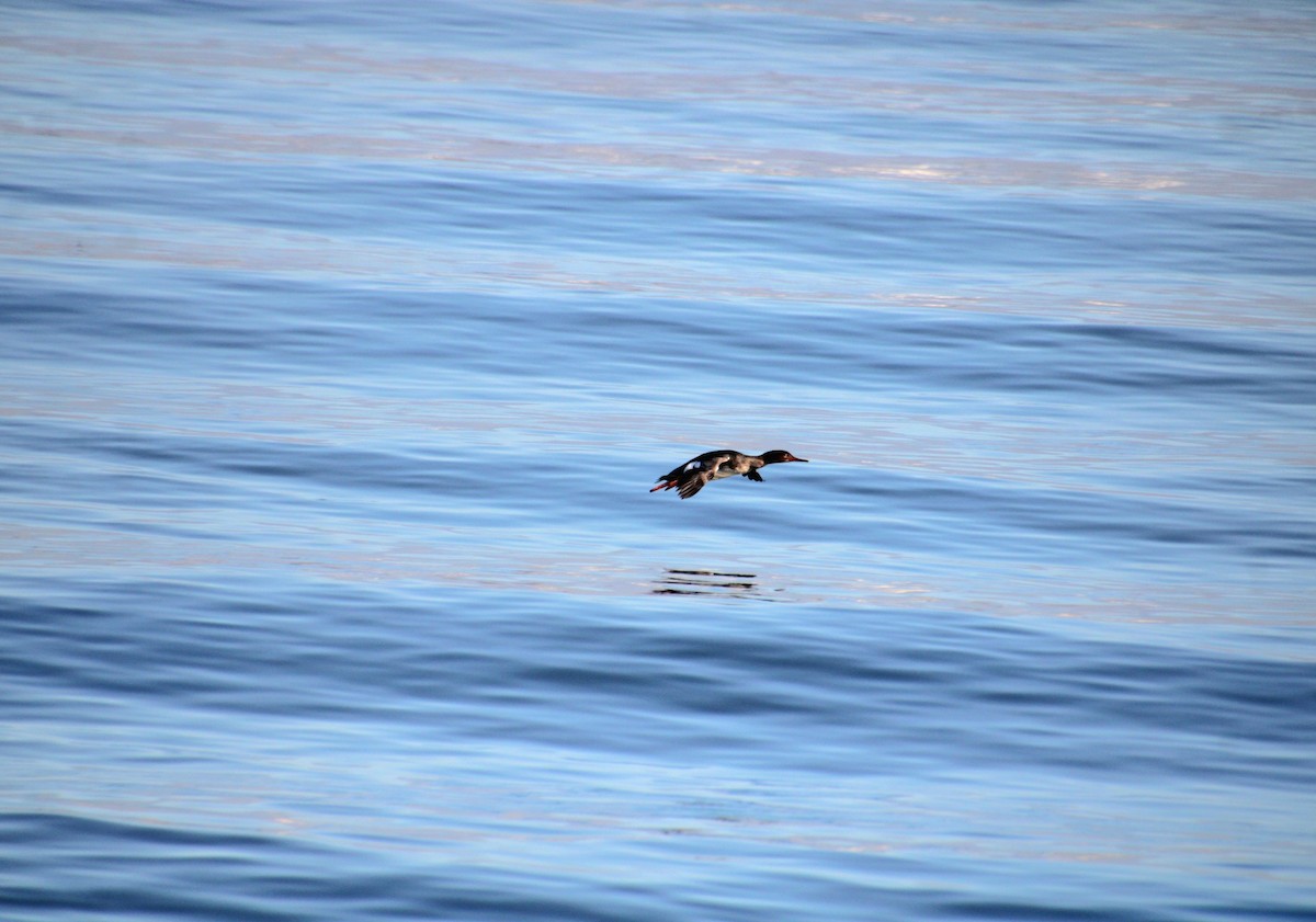 Red-breasted Merganser - ML628135172