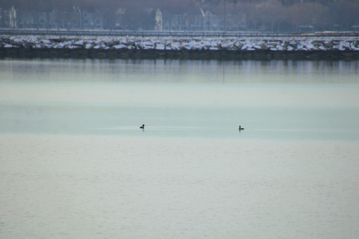 Red-breasted Merganser - ML628135173