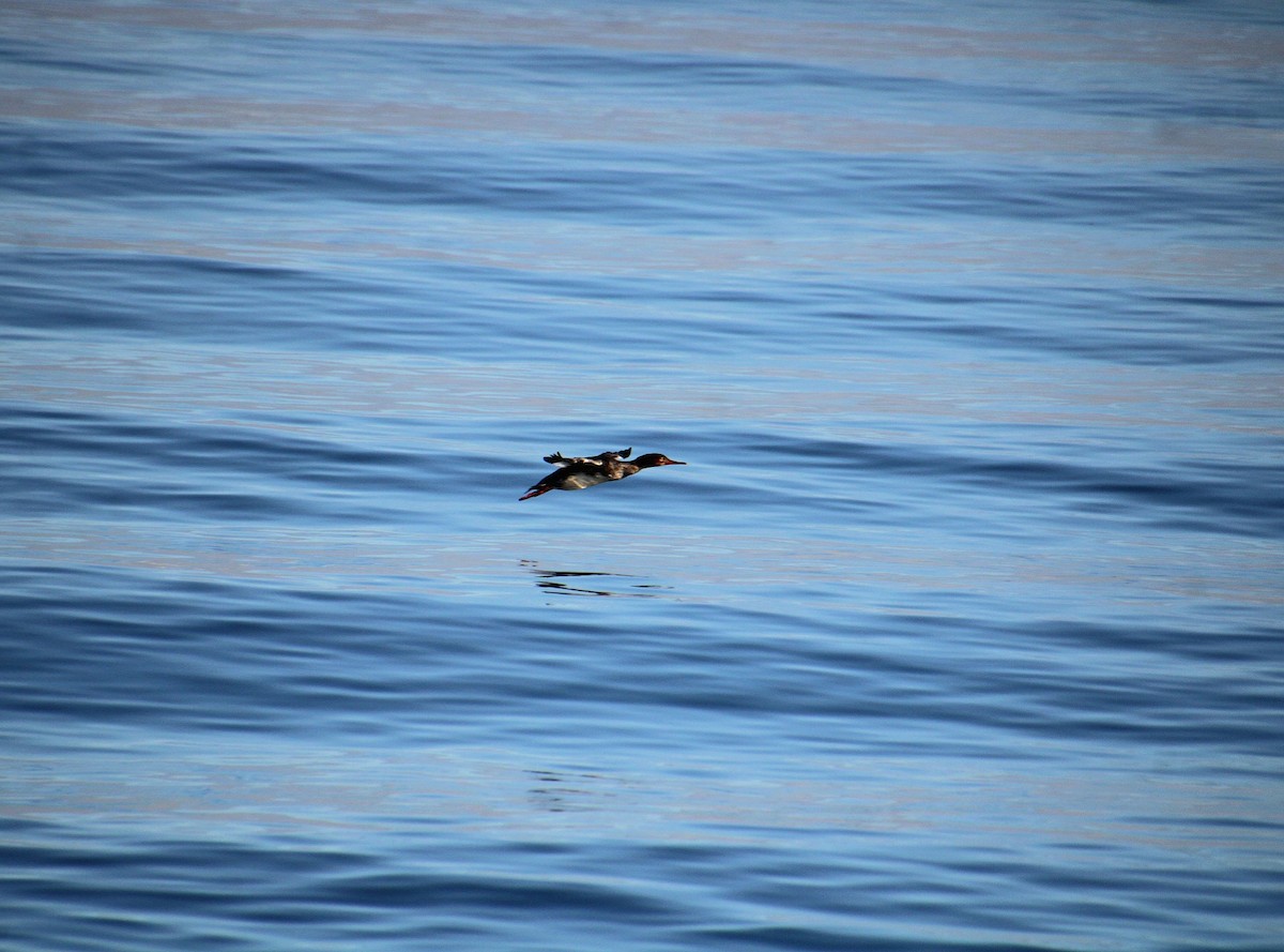 Red-breasted Merganser - ML628135174