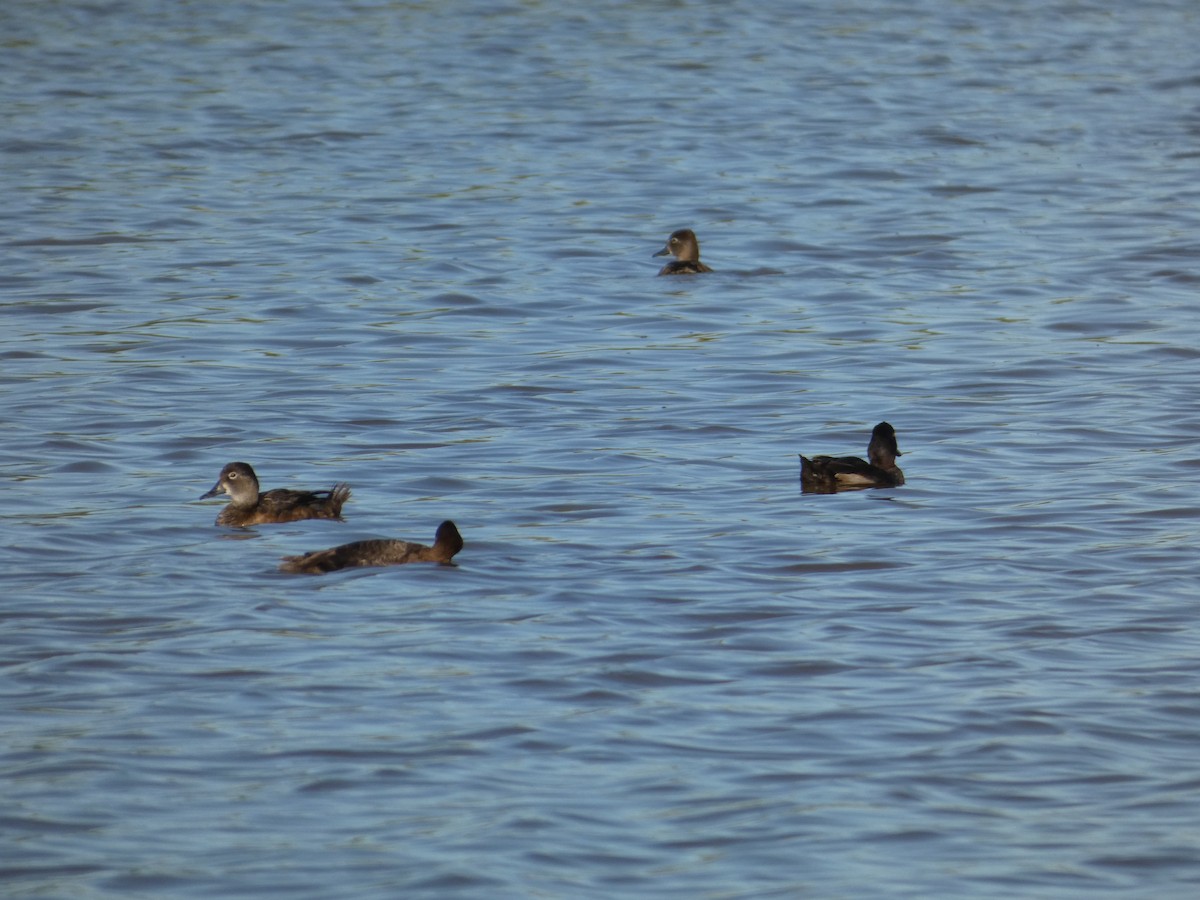 Ring-necked Duck - ML628135229