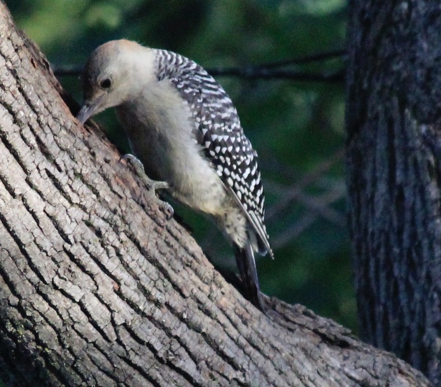 Red-bellied Woodpecker - ML628135258