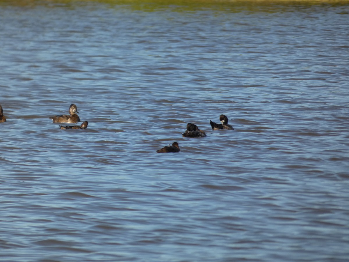 Lesser Scaup - ML628135357