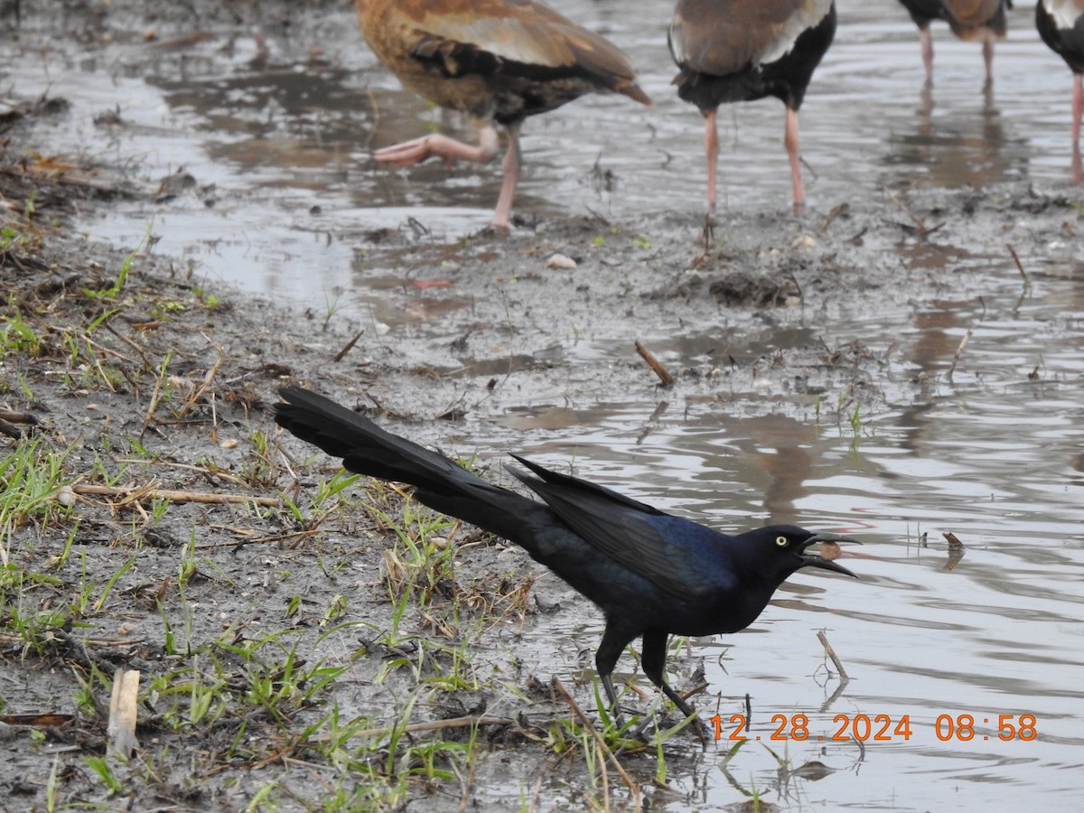 Great-tailed Grackle - ML628135374
