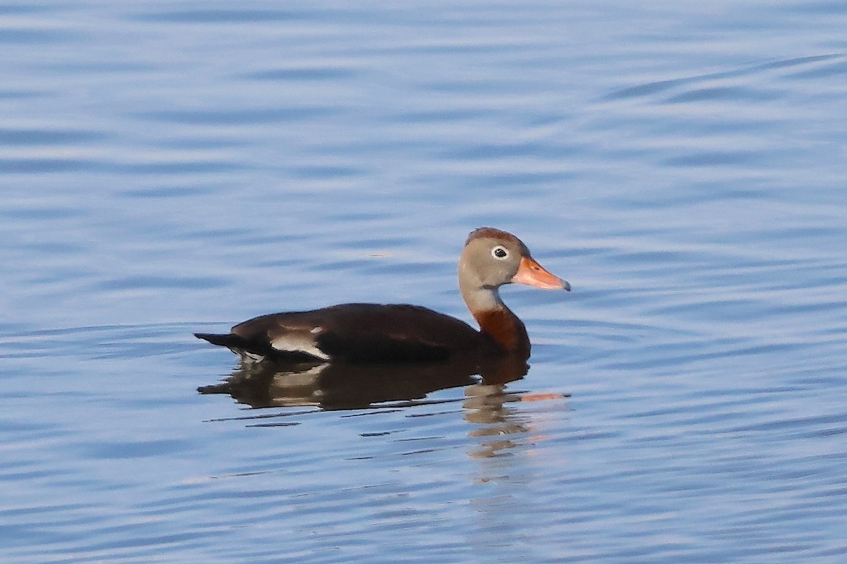 Black-bellied Whistling-Duck - ML628135403