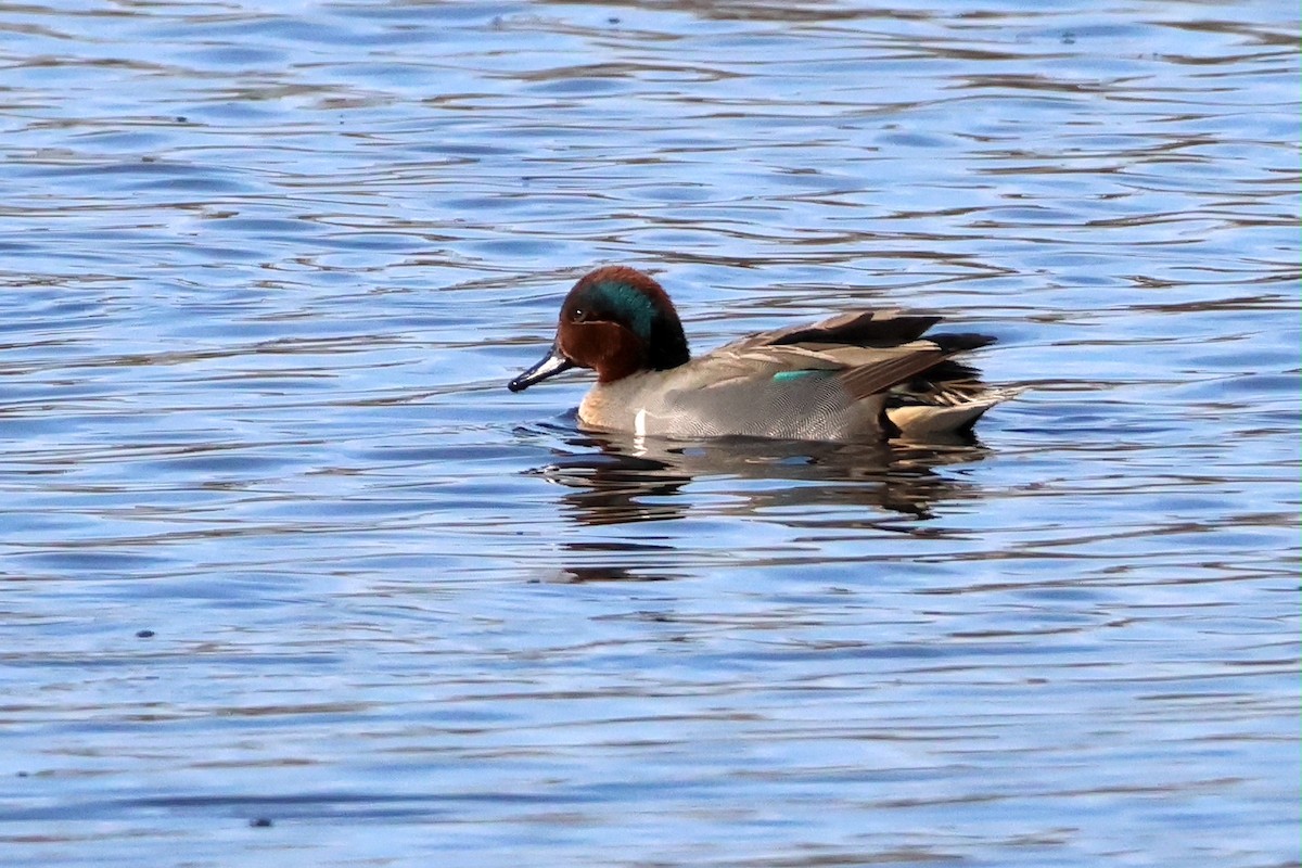 Green-winged Teal - ML628135412