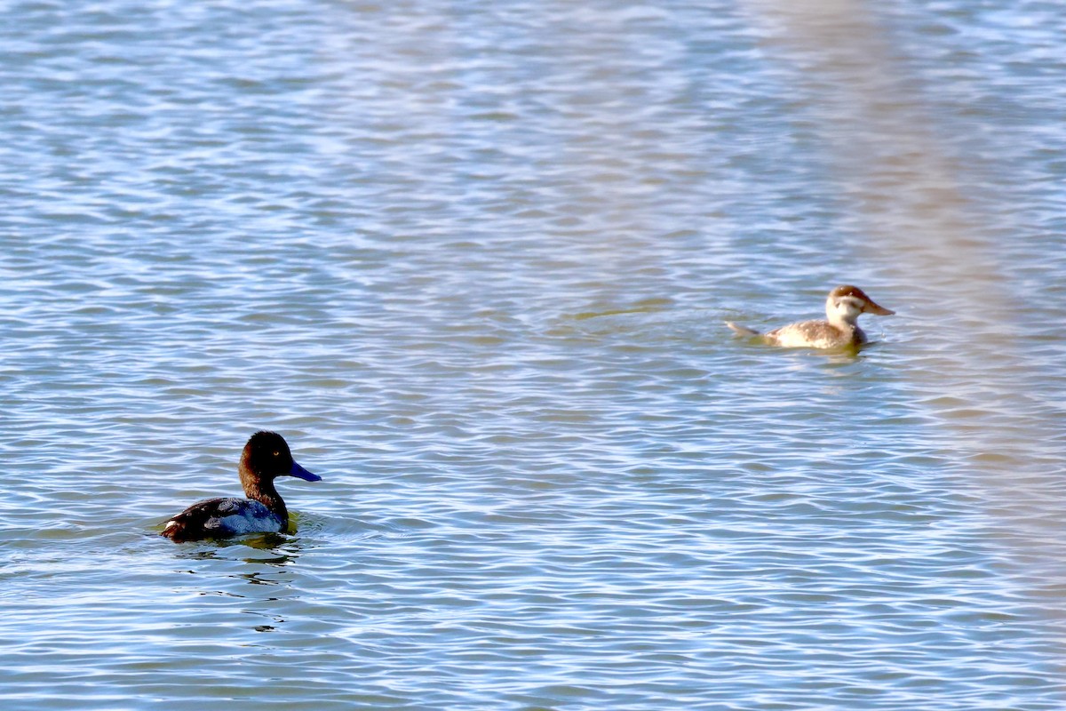 Ruddy Duck - ML628135418