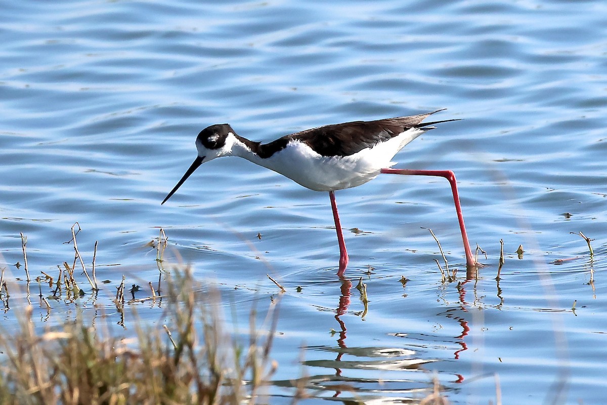 Black-necked Stilt - ML628135443