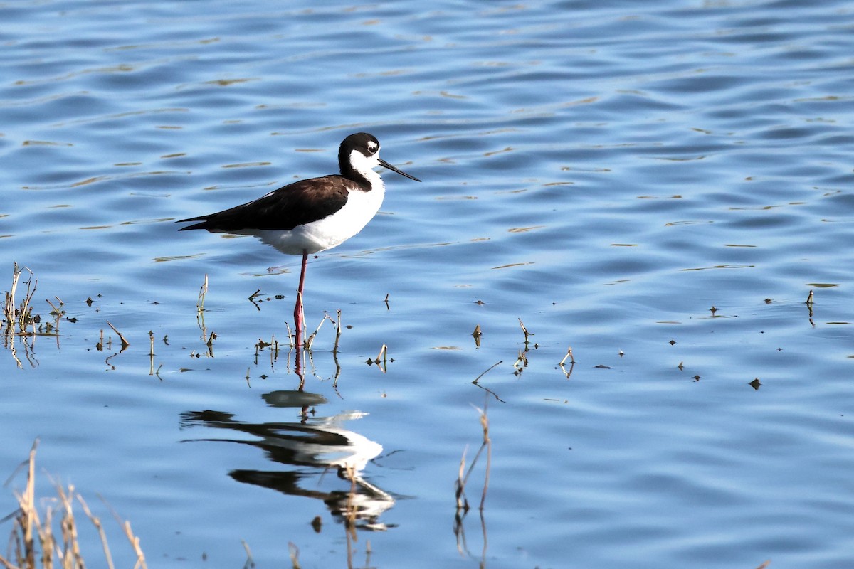 Black-necked Stilt - ML628135446