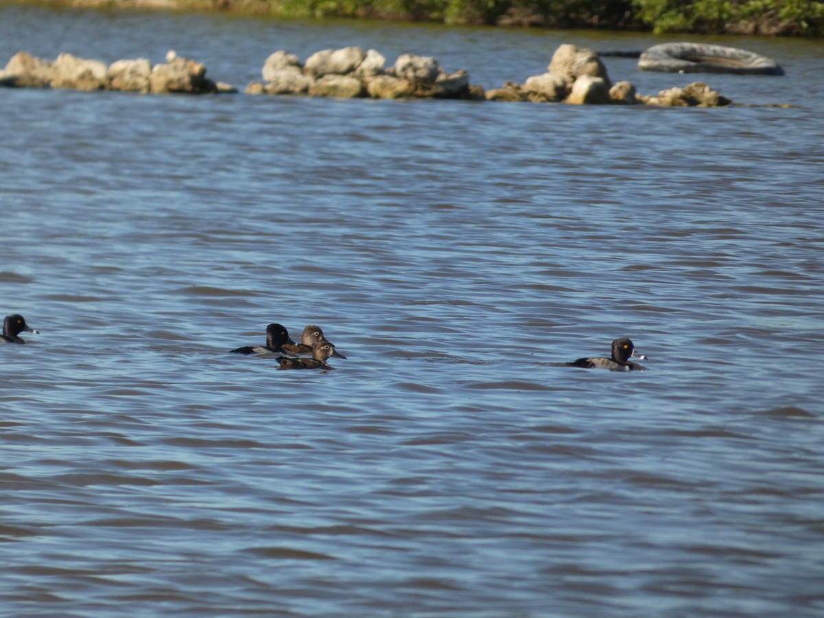 Ring-necked Duck - ML628135452