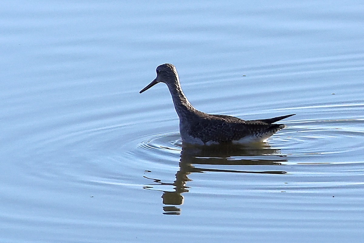 Greater Yellowlegs - ML628135456