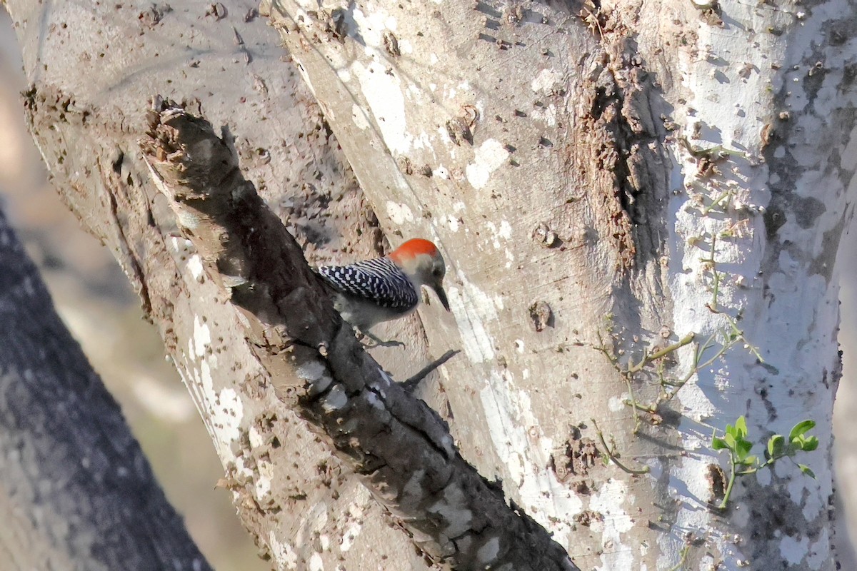 Red-bellied Woodpecker - ML628135496