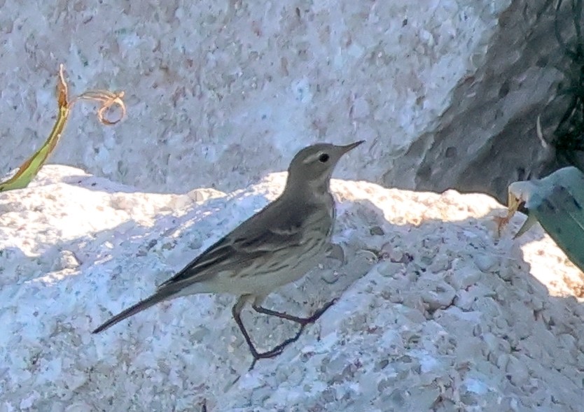 American Pipit - ML628135503