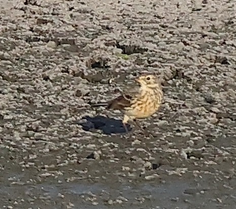 American Pipit - ML628135525