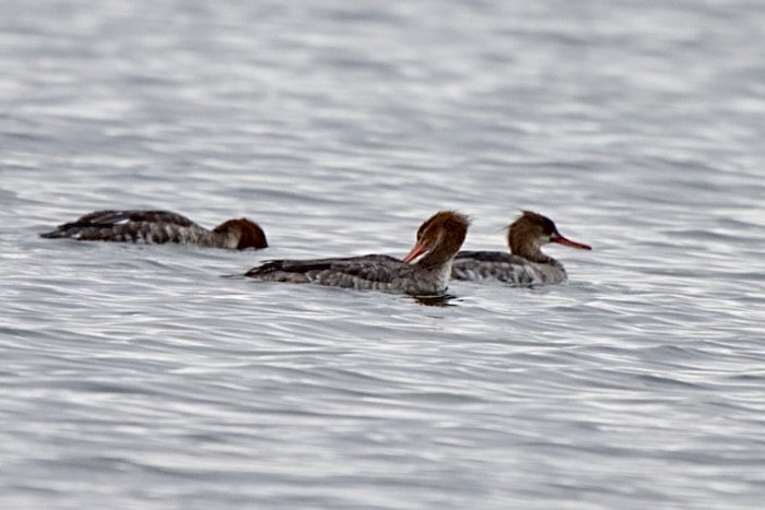 Red-breasted Merganser - ML628135570