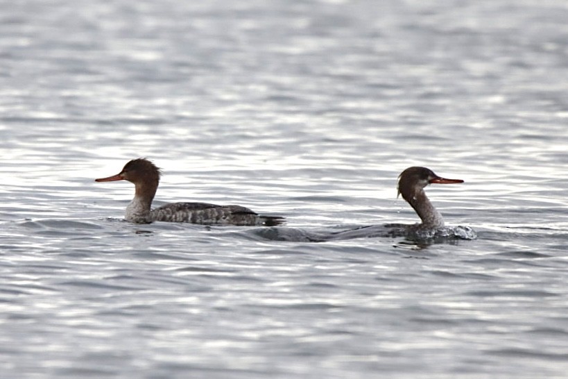 Red-breasted Merganser - ML628135571