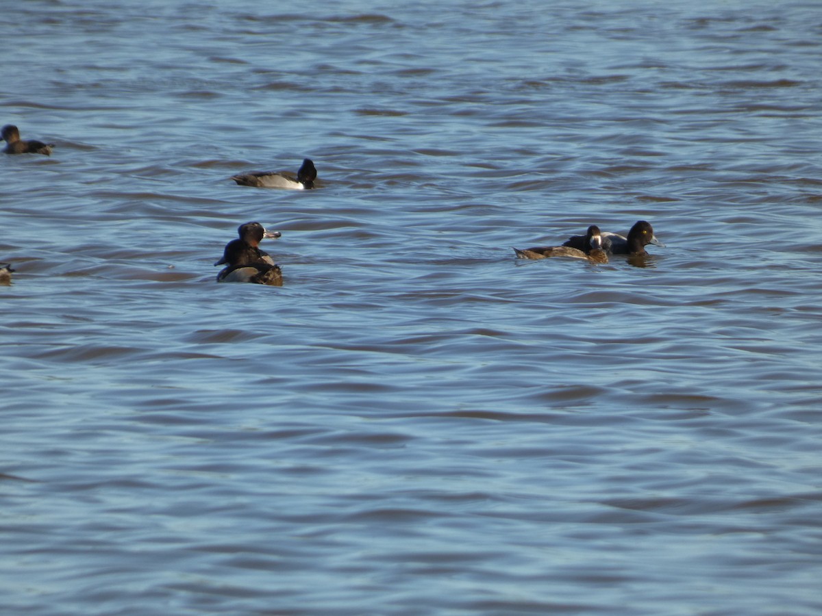 Lesser Scaup - ML628135585