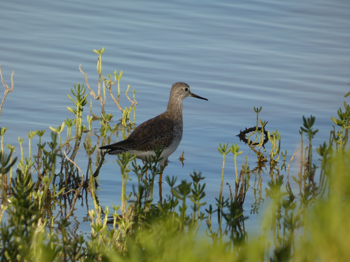 Greater Yellowlegs - ML628135716