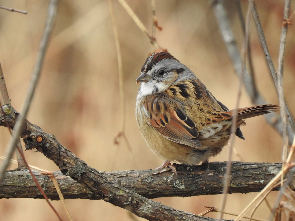 Swamp Sparrow - ML628135729