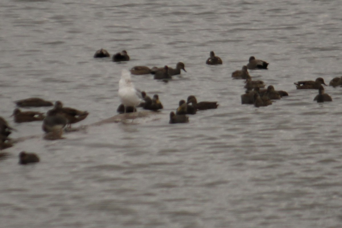American Black Duck - ML628135768