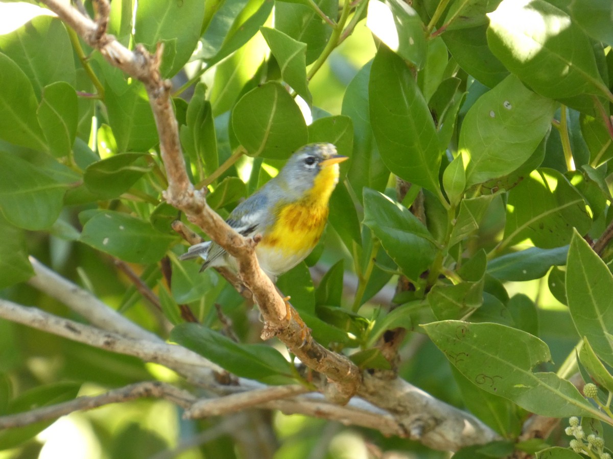 Northern Parula - ML628135770