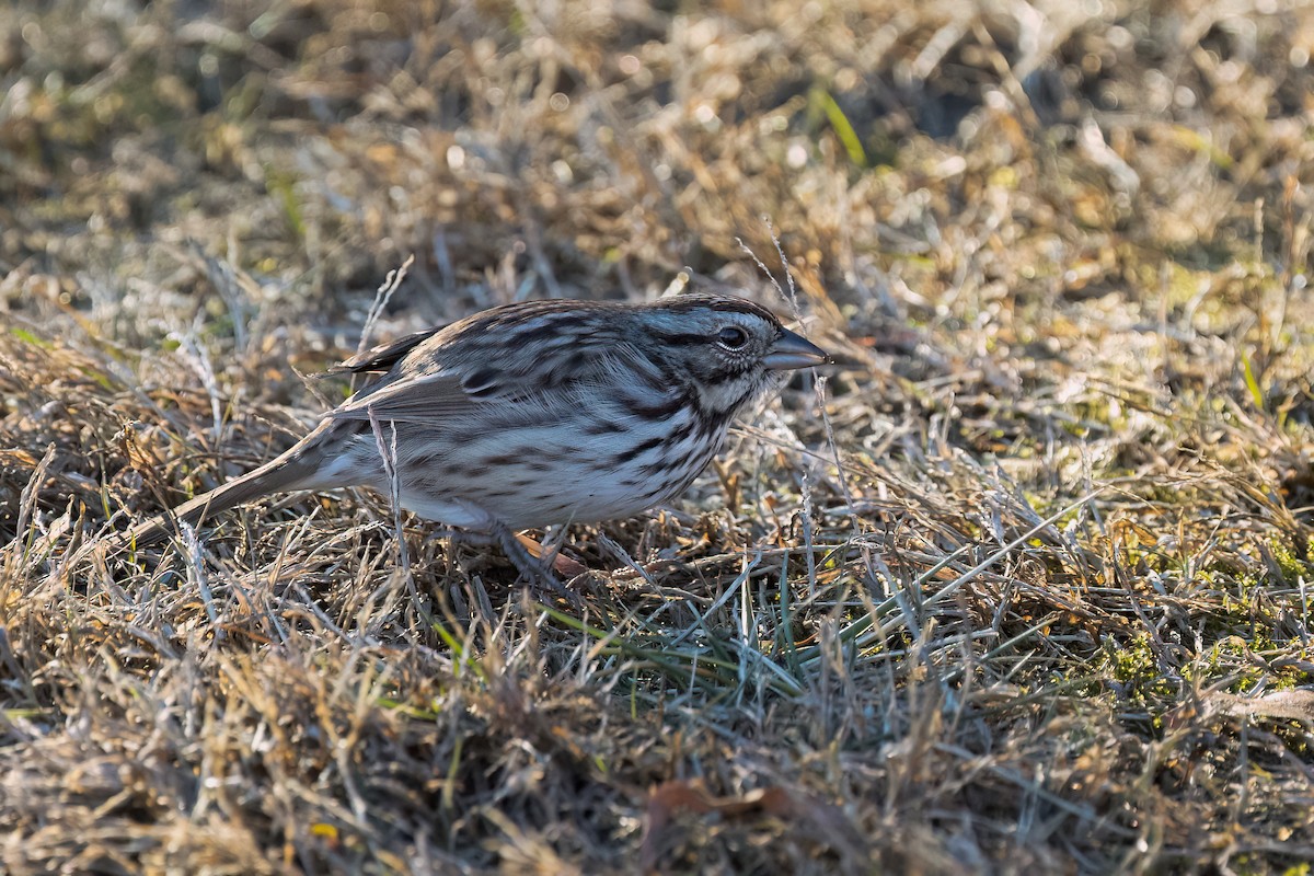Song Sparrow - ML628135873