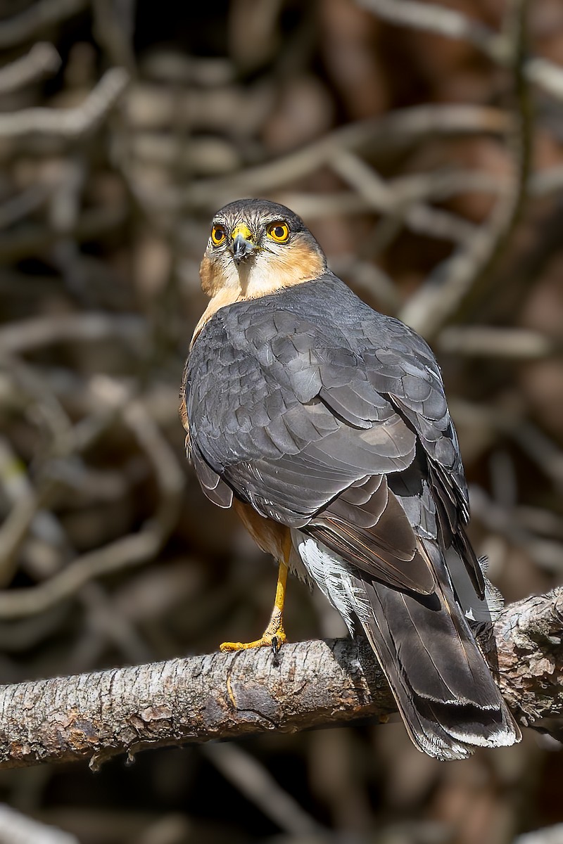 Rufous-breasted Sparrowhawk - Bradley Hacker 🦜