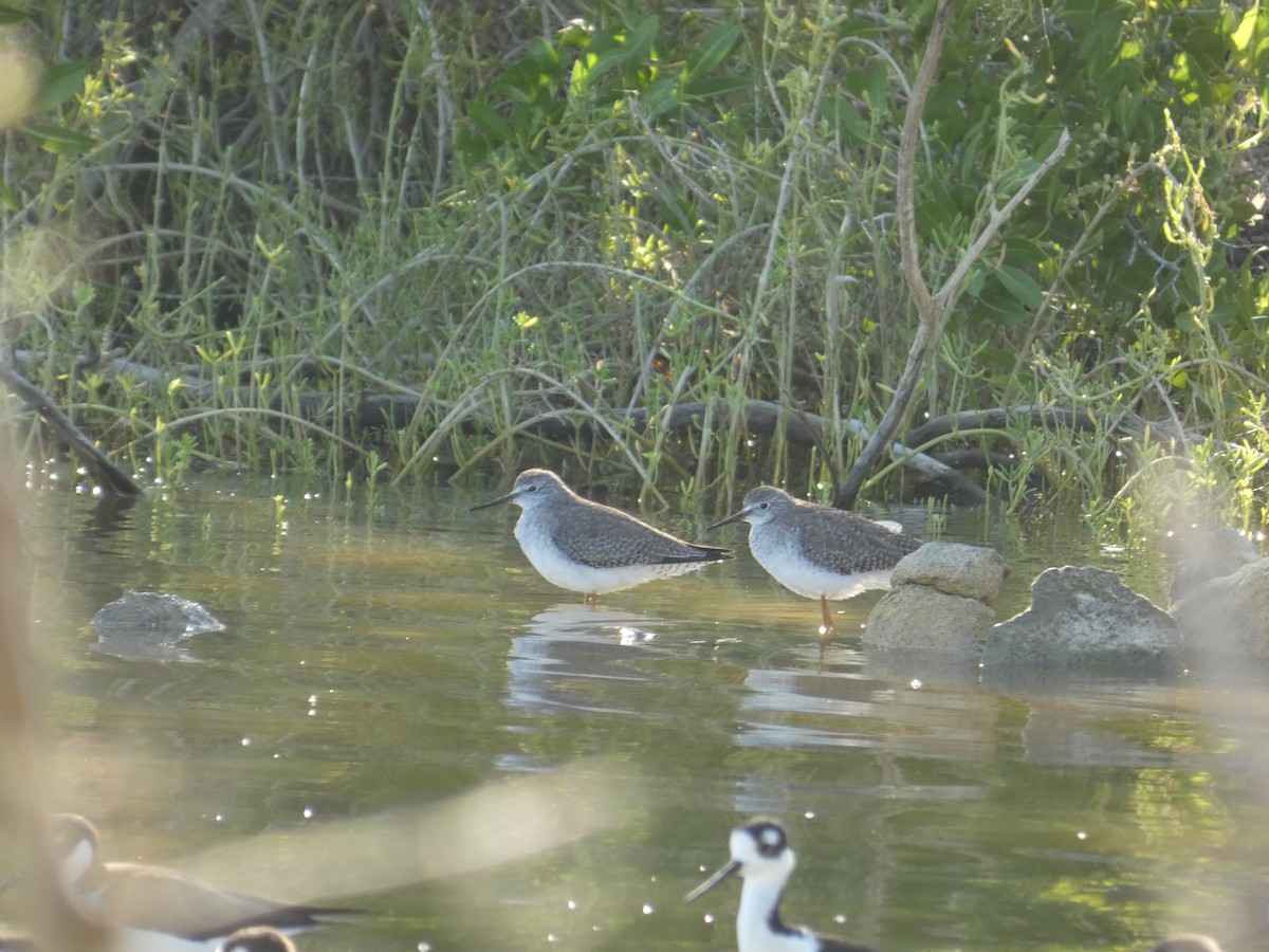 Lesser Yellowlegs - ML628136167