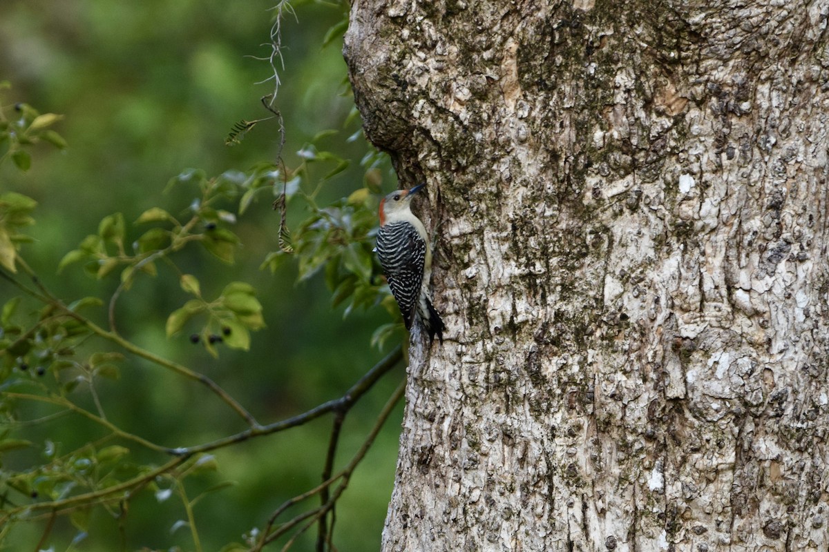 Red-bellied Woodpecker - ML628136268