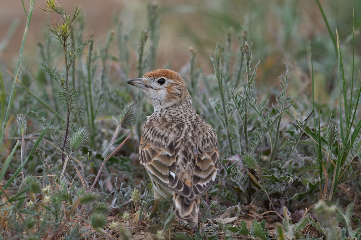 White-winged Lark - ML628136274