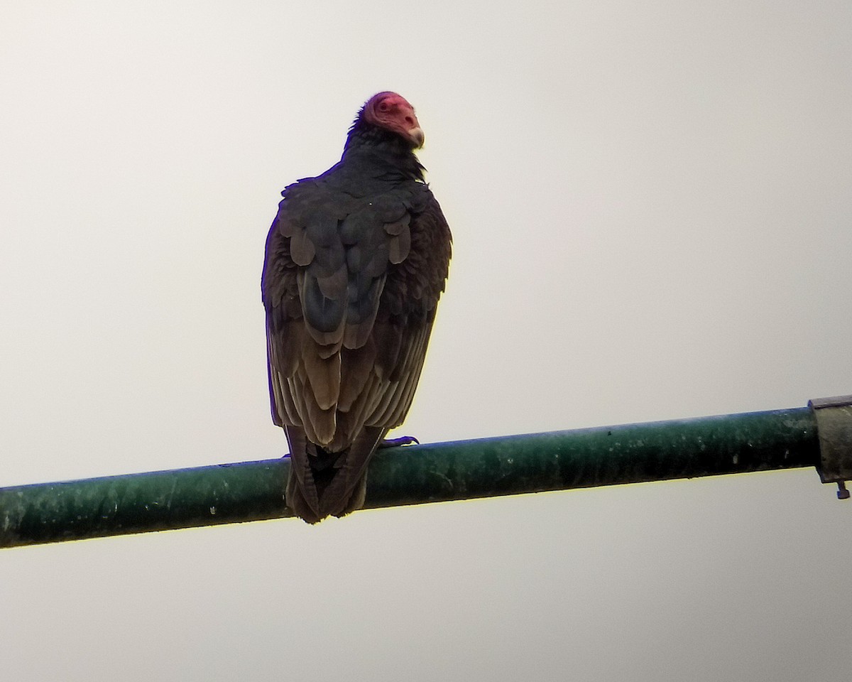 Turkey Vulture - ML628136314