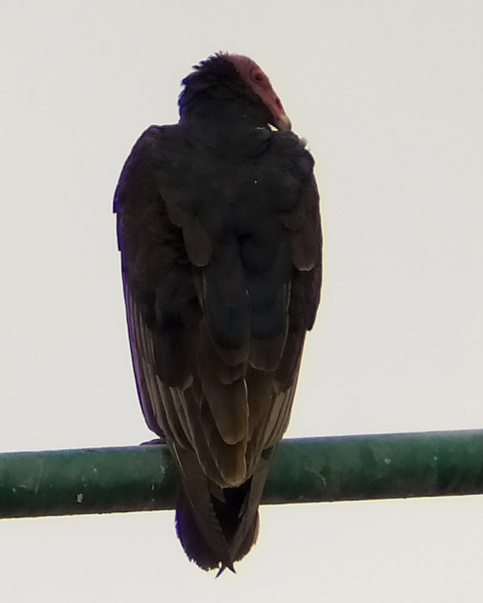 Turkey Vulture - ML628136315