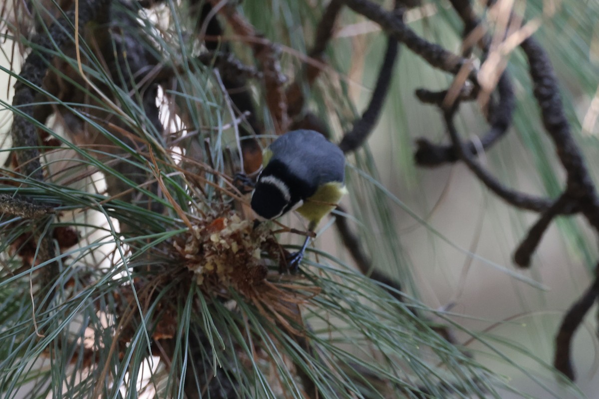 African Blue Tit - ML628136347