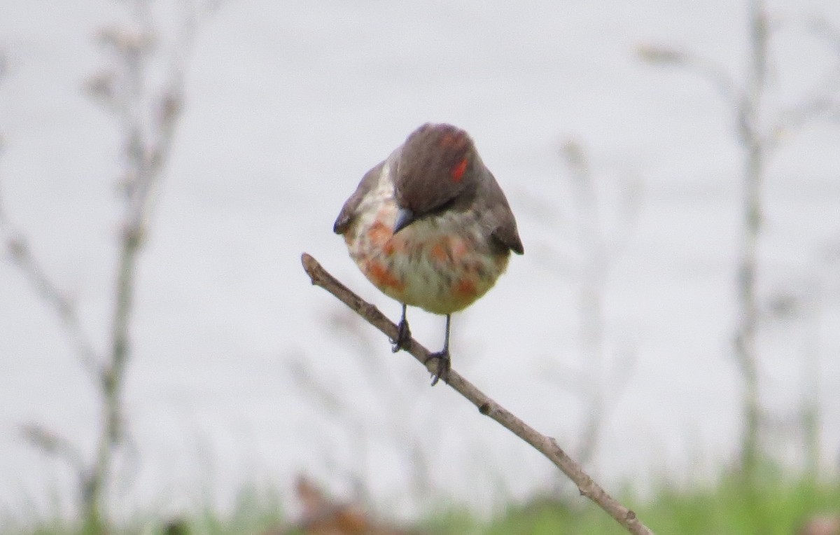 Vermilion Flycatcher - ML628136409