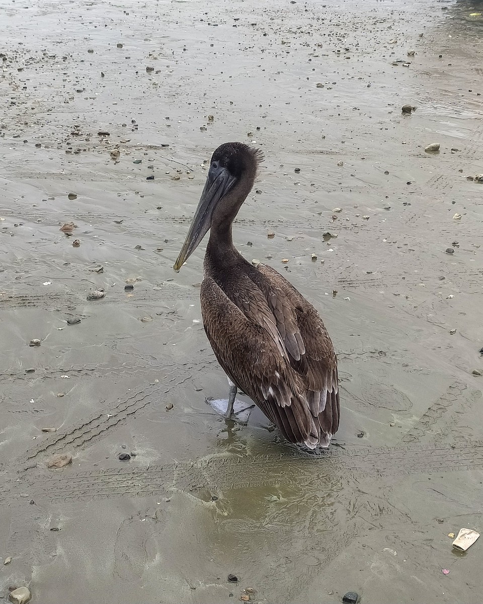 Brown Pelican - ML628136426