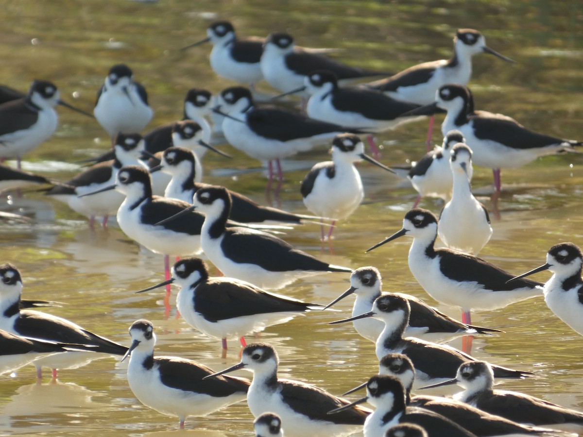 Black-necked Stilt - ML628136459
