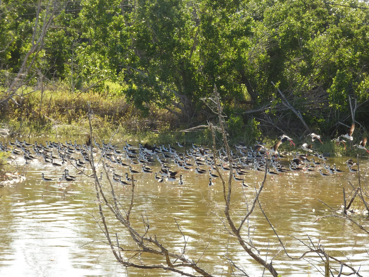 Black-necked Stilt - ML628136631