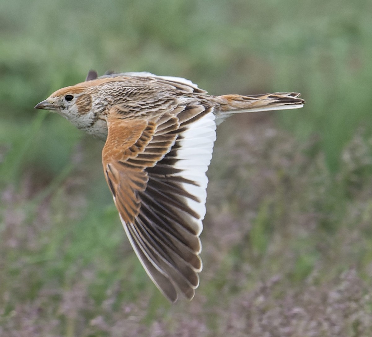 White-winged Lark - ML628136804