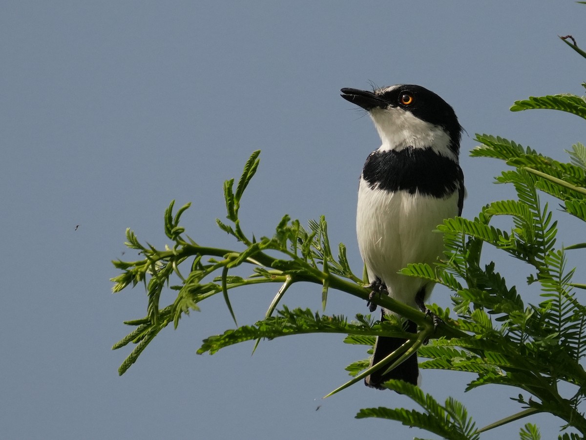 Pygmy Batis - ML628136829