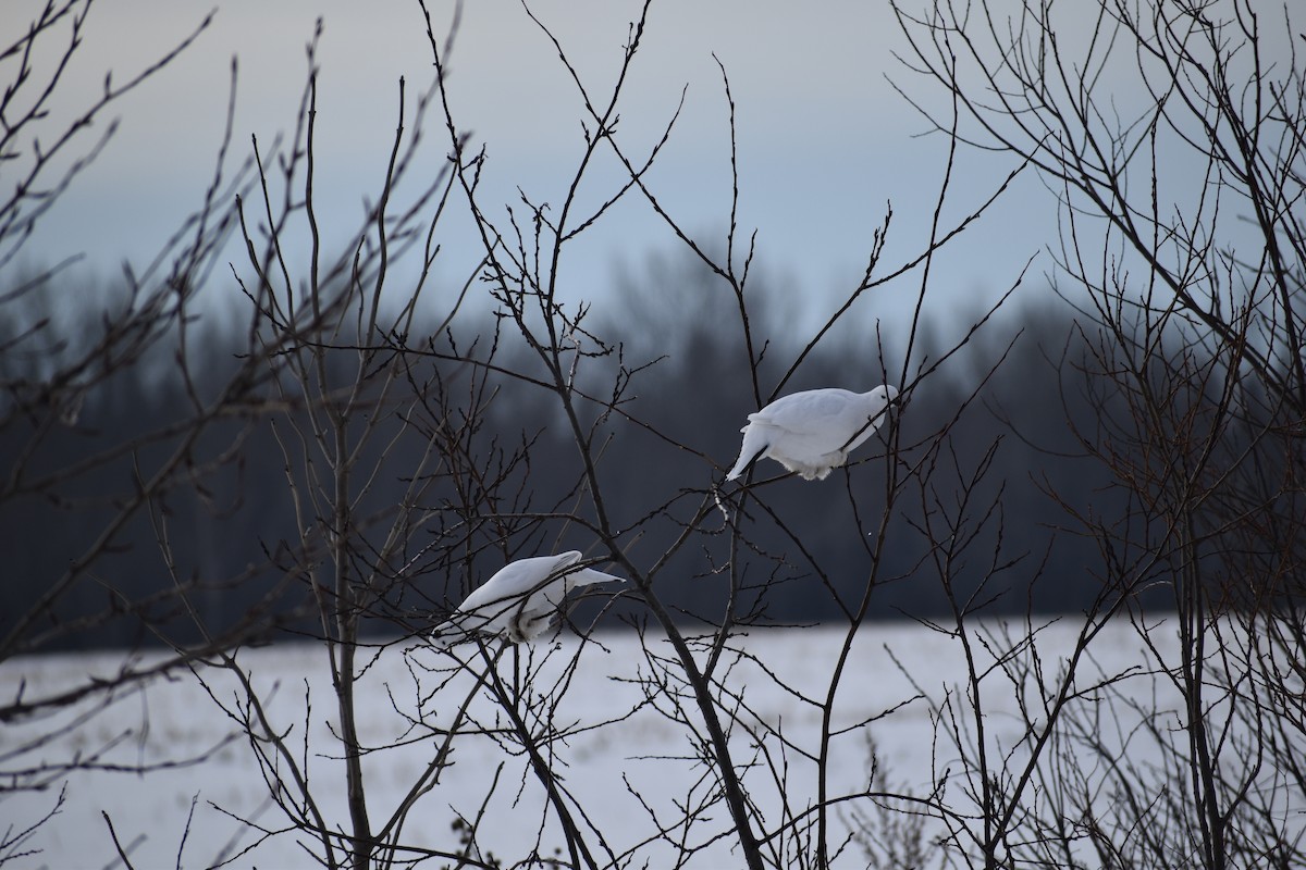 Willow Ptarmigan - ML628136898