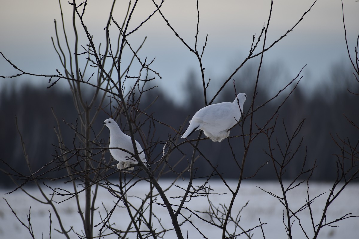 Willow Ptarmigan - ML628136899